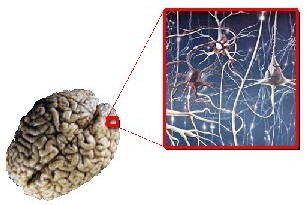 Red neuronal